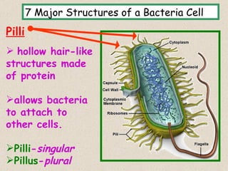 7 Major Structures of a Bacteria Cell
Pilli
 hollow hair-like
structures made
of protein

allows bacteria
to attach to
other cells.

Pilli-singular
Pillus-plural                                  13
 