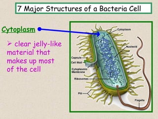 7 Major Structures of a Bacteria Cell

Cytoplasm

  clear jelly-like
 material that
 makes up most
 of the cell




                                            14
 