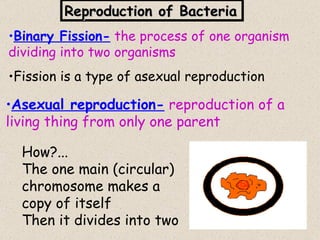Reproduction of Bacteria
•Binary Fission- the process of one organism
dividing into two organisms
•Fission is a type of asexual reproduction

•Asexual reproduction- reproduction of a
living thing from only one parent

  How?...
  The one main (circular)
  chromosome makes a
  copy of itself
  Then it divides into two                   15
 