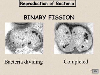 Reproduction of Bacteria


        BINARY FISSION




Bacteria dividing        Completed
                                     16
 