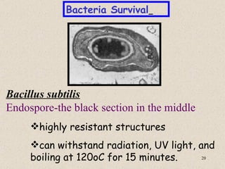 Bacteria Survival




Bacillus subtilis
Endospore-the black section in the middle
     highly resistant structures
     can withstand radiation, UV light, and
     boiling at 120oC for 15 minutes.     20
 