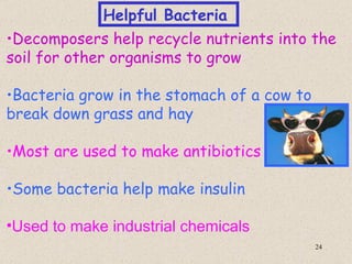 Helpful Bacteria
•Decomposers help recycle nutrients into the
soil for other organisms to grow

•Bacteria grow in the stomach of a cow to
break down grass and hay

•Most are used to make antibiotics

•Some bacteria help make insulin

•Used to make industrial chemicals
                                            24
 