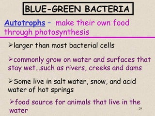 BLUE-GREEN BACTERIA
Autotrophs – make their own food
through photosynthesis
 larger than most bacterial cells

commonly grow on water and surfaces that
stay wet…such as rivers, creeks and dams
Some live in salt water, snow, and acid
water of hot springs
 food source for animals that live in the
 water                                    29
 