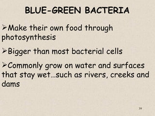BLUE-GREEN BACTERIA
Make their own food through
photosynthesis
Bigger than most bacterial cells
Commonly grow on water and surfaces
that stay wet…such as rivers, creeks and
dams

                                     39
 