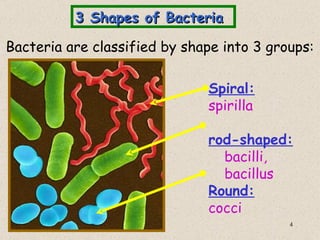 3 Shapes of Bacteria

Bacteria are classified by shape into 3 groups:

                              Spiral:
                              spirilla

                              rod-shaped:
                                bacilli,
                                bacillus
                              Round:
                              cocci
                                           4
 
