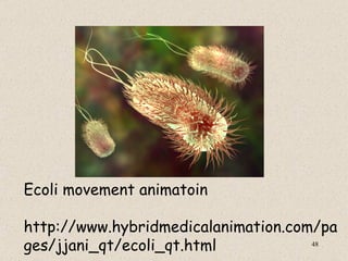 Ecoli movement animatoin

http://www.hybridmedicalanimation.com/pa
ges/jjani_qt/ecoli_qt.html           48
 