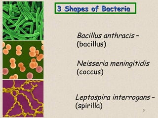 3 Shapes of Bacteria


     Bacillus anthracis –
     (bacillus)

     Neisseria meningitidis
     (coccus)


     Leptospira interrogans –
     (spirilla)          5
 