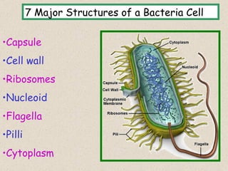 7 Major Structures of a Bacteria Cell

•Capsule
•Cell wall
•Ribosomes
•Nucleoid
•Flagella
•Pilli
•Cytoplasm                                       6
 