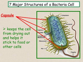 7 Major Structures of a Bacteria Cell

Capsule


  keeps the cell
 from drying out
 and helps it
 stick to food or
 other cells

                                            7
 