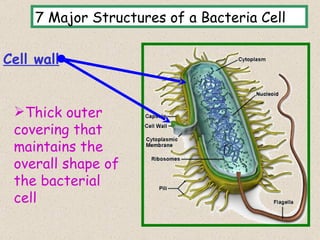 7 Major Structures of a Bacteria Cell

Cell wall


 Thick outer
 covering that
 maintains the
 overall shape of
 the bacterial
 cell
                                             8
 