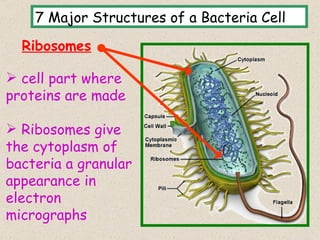7 Major Structures of a Bacteria Cell
  Ribosomes

 cell part where
proteins are made

 Ribosomes give
the cytoplasm of
bacteria a granular
appearance in
electron
micrographs                                 9
 