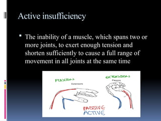 9 Muscle-Strength-and-Muscle-Action(1).pptx