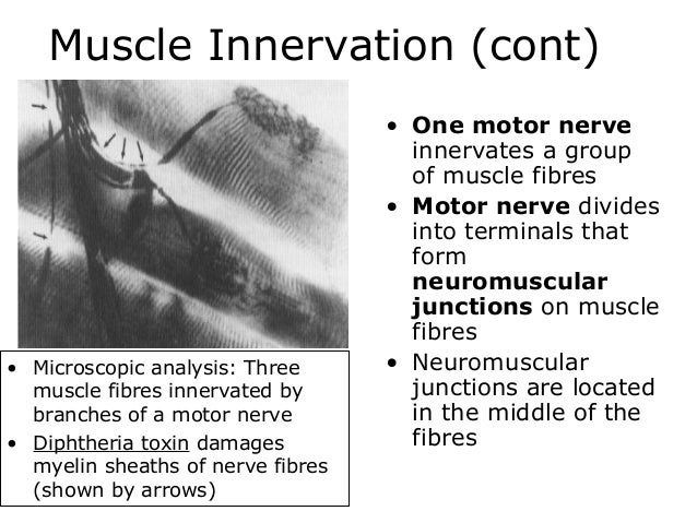skeletal muscle form and function 2nd edition pdf