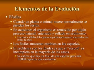 Elementos de la Evolución Fósiles Cuando un planta o animal muere normalmente se pierden los restos. En ocasiones el organismo es removido por algún proceso natural, enterrado y sellado en sedimento. Las partes sólidas del organismo pueden permanecer enterradas por miles de años. Los fósiles muestran cambios en las especies. El problema con los fósiles es que el “record” es incompleto en la mayoría de los casos. Se estima que hay un fosil de una especie por cada 10,000 especies que existieron. 
