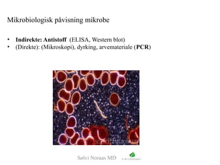 Sølvi Noraas MD
Mikrobiologisk påvisning mikrobe
• Indirekte: Antistoff (ELISA, Western blot)
• (Direkte): (Mikroskopi), dyrking, arvemateriale (PCR)
 