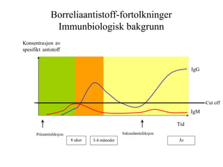 Cut off
Borreliaantistoff-fortolkninger
Immunbiologisk bakgrunn
8 uker 3-4 måneder År
 