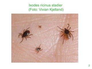 Ixodes ricinus stadier
(Foto: Vivian Kjelland)
2
 
