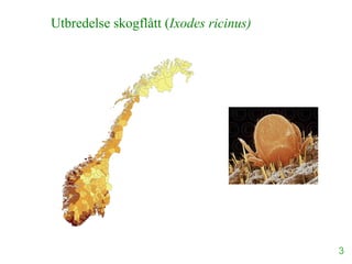 Utbredelse skogflått (Ixodes ricinus)
3
 