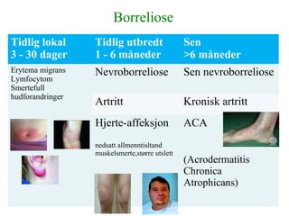 +
Tidlig lokal
3 - 30 dager
Tidlig utbredt
1 - 6 måneder
Sen
>6 måneder
Erytema migrans
Lymfocytom
Smertefull
hudforandringer
Nevroborreliose Sen nevroborreliose
Artritt Kronisk artritt
Hjerte-affeksjon
nedsatt allmenntisltand
muskelsmerte,større utslett
ACA
(Acrodermatitis
Chronica
Atrophicans)
Borreliose
 