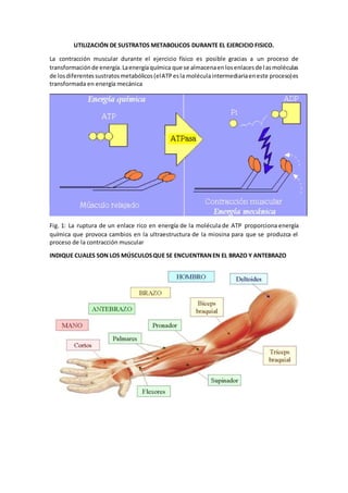 UTILIZACIÓN DE SUSTRATOS METABOLICOS DURANTE EL EJERCICIO FISICO.
La contracción muscular durante el ejercicio físico es posible gracias a un proceso de
transformaciónde energía.Laenergíaquímica que se almacenaenlosenlacesde lasmoléculas
de losdiferentessustratosmetabólicos(elATPesla moléculaintermediariaeneste proceso)es
transformada en energía mecánica
Fig. 1: La ruptura de un enlace rico en energía de la molécula de ATP proporciona energía
química que provoca cambios en la ultraestructura de la miosina para que se produzca el
proceso de la contracción muscular
INDIQUE CUALES SON LOS MÚSCULOSQUE SE ENCUENTRANEN EL BRAZO Y ANTEBRAZO
 