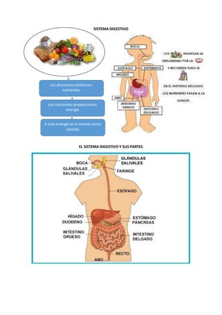 SISTEMA DIGESTIVO
EL SISTEMA DIGESTIVO Y SUS PARTES
Los alimentos contienen
nutrientes
Los nutrientes proporcionan
energía
A esta energía se la conoce como
calorías
 