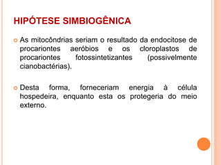 HIPÓTESE SIMBIOGÊNICA
 As mitocôndrias seriam o resultado da endocitose de
procariontes aeróbios e os cloroplastos de
procariontes fotossintetizantes (possivelmente
cianobactérias).
 Desta forma, forneceriam energia à célula
hospedeira, enquanto esta os protegeria do meio
externo.
 