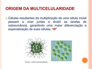 ORIGEM DA MULTICELULARIDADE
 Células resultantes da multiplicação de uma célula inicial
passam a viver juntas e dividir as tarefas de
sobrevivência, garantindo uma maior diferenciação e
especialização de suas células. 10°
 