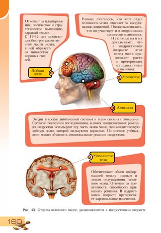 160
Рис. 43. Отделы головного мозга, развивающиеся в подростковом возрасте
Раньше считалось, что этот отдел
головного мозга отвечает за коорди-
нацию движений. Позже выяснилось,
что он участвует и в координации
процессов мышления.
И с с л е д о в а н и я
до­казывают, что
в подростковом
возрасте этот
отдел мозга про-
дол­жает расти
и претерпевает
кардинальные
изменения.
Входит в состав лимбической системы и тесно связана с эмоциями.
Согласно последним исследованиям, в своих эмоциональных реакци-
ях подростки используют эту часть мозга чаще, чем аналитическую
лобную долю, которой пользуются взрослые. По мнению учёных,
этим можно объяснить эмоциональные реакции подростков.
Обеспечивает обмен инфор-
мацией между правым и
левым полушариями голов-
ного мозга. Отвечает за кре-
ативность, способность при-
нимать решения. В подрост-
ковом возрасте претерпева-
ет кардинальные изменения.
Отвечает за планирова-
ние, логическое и стра-
тегическое мышление,
здравый смысл.
С 11–12 лет происхо-
дит быстрое развитие
этой части мозга,
в ней образует-
ся множество
нервных свя-
зей.
Лобная
доля
Амигдала
Мозолистое
тело
Мозжечок
 