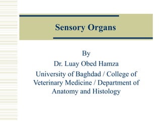 Sensory Organs
By
Dr. Luay Obed Hamza
University of Baghdad / College of
Veterinary Medicine / Department of
Anatomy and Histology
 