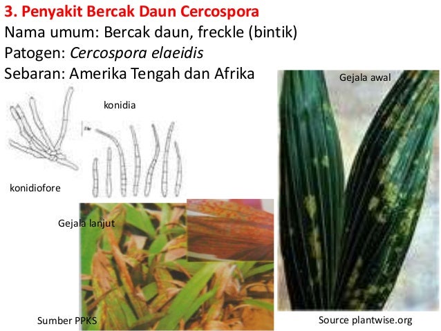 7 Penyakit Kelapa Sawit Eksotik