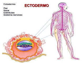 Dat Ectodermo 9° periodo embrionario y período fetal | PPT