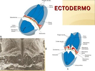 Dat Ectodermo 9° periodo embrionario y período fetal | PPT