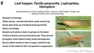 Pests of sugarcane_Binomics_IPM_Dr.UPR.pdf