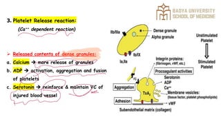 Comprehensive Overview of Platelets and Hemostasis Mechanisms in Blood ...