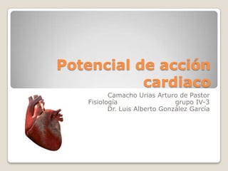 Potencial de acción
           cardiaco
          Camacho Urias Arturo de Pastor
   Fisiología                  grupo IV-3
          Dr. Luis Alberto González García
 