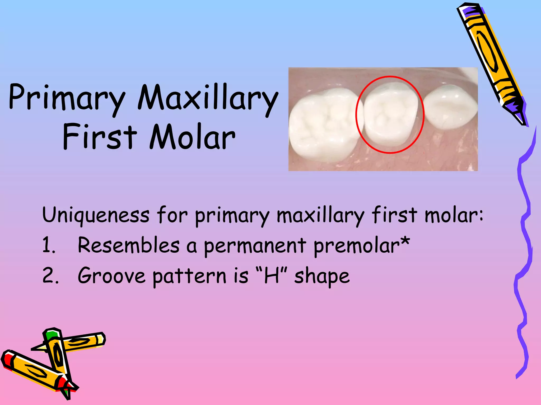 Primary Dentition and Eruption | PPT