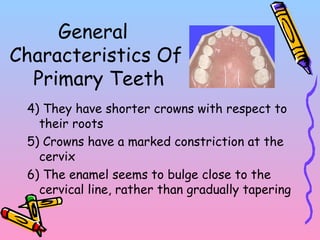 General
Characteristics Of
Primary Teeth
4) They have shorter crowns with respect to
their roots
5) Crowns have a marked constriction at the
cervix
6) The enamel seems to bulge close to the
cervical line, rather than gradually tapering
 