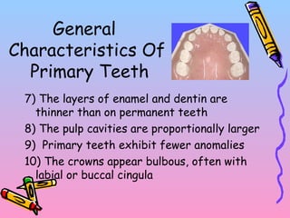 General
Characteristics Of
Primary Teeth
7) The layers of enamel and dentin are
thinner than on permanent teeth
8) The pulp cavities are proportionally larger
9) Primary teeth exhibit fewer anomalies
10) The crowns appear bulbous, often with
labial or buccal cingula
 