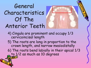 General
Characteristics
Of The
Anterior Teeth
4) Cingula are prominent and occupy 1/3
cervicoincisal length
5) The roots are long in proportion to the
crown length, and narrow mesiodistally
6) The roots bend labially in their apical 1/3
to 1/2 as much as 10 degrees
 