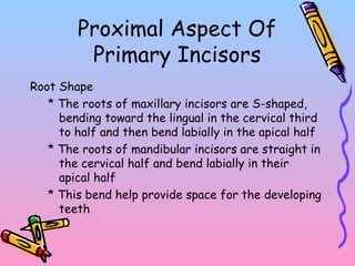 Proximal Aspect Of
Primary Incisors
Root Shape
* The roots of maxillary incisors are S-shaped,
bending toward the lingual in the cervical third
to half and then bend labially in the apical half
* The roots of mandibular incisors are straight in
the cervical half and bend labially in their
apical half
* This bend help provide space for the developing
teeth
 