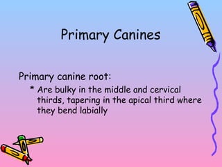 Primary Canines
Primary canine root:
* Are bulky in the middle and cervical
thirds, tapering in the apical third where
they bend labially
 