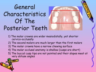 1) The molar crowns are wider mesiodistally, yet shorter
cervico-occlusally
2) The second molars are much larger than the first molars
3) The molar crowns have a narrow chewing surface
4) The molar occlusal anatomy is shallow (cusps are short)
5) The buccal cusp tips are not pointed and their slopes meet at
very obtuse angles
General
Characteristics
Of The
Posterior Teeth
 