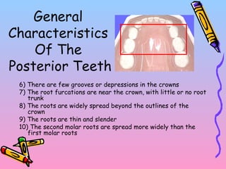 6) There are few grooves or depressions in the crowns
7) The root furcations are near the crown, with little or no root
trunk
8) The roots are widely spread beyond the outlines of the
crown
9) The roots are thin and slender
10) The second molar roots are spread more widely than the
first molar roots
General
Characteristics
Of The
Posterior Teeth
 