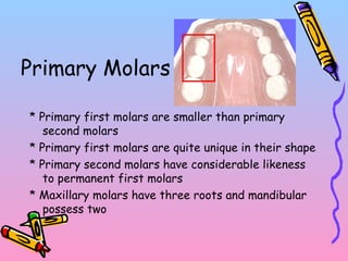 Primary Molars
* Primary first molars are smaller than primary
second molars
* Primary first molars are quite unique in their shape
* Primary second molars have considerable likeness
to permanent first molars
* Maxillary molars have three roots and mandibular
possess two
 