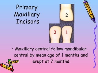 Primary
Maxillary
Incisors
• Maxillary central follow mandibular
central by mean age of 1 months and
erupt at 7 months
1122
22
 