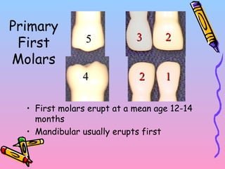 Primary
First
Molars
• First molars erupt at a mean age 12-14
months
• Mandibular usually erupts first
1122
2233
44
55
 