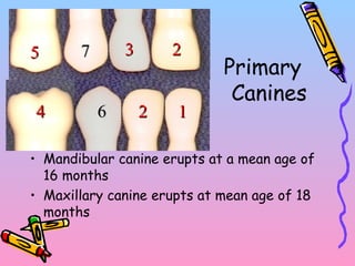 Primary
Canines
• Mandibular canine erupts at a mean age of
16 months
• Maxillary canine erupts at mean age of 18
months
66
77
1122
2233
44
55
 