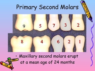 • Maxillary second molars erupt
at a mean age of 24 months
Primary Second Molars
66
77
1122
2233
44
55
88
99
 