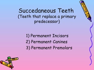 Succedaneous Teeth
(Teeth that replace a primary
predecessor)
1) Permanent Incisors
2) Permanent Canines
3) Permanent Premolars
 