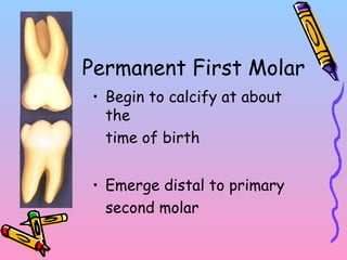Permanent First Molar
• Begin to calcify at about
the
time of birth
• Emerge distal to primary
second molar
 